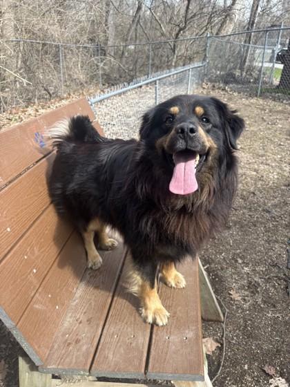 Enlarge Bear, an adopted Australian Shepherd in Lafayette, IN image 1/1