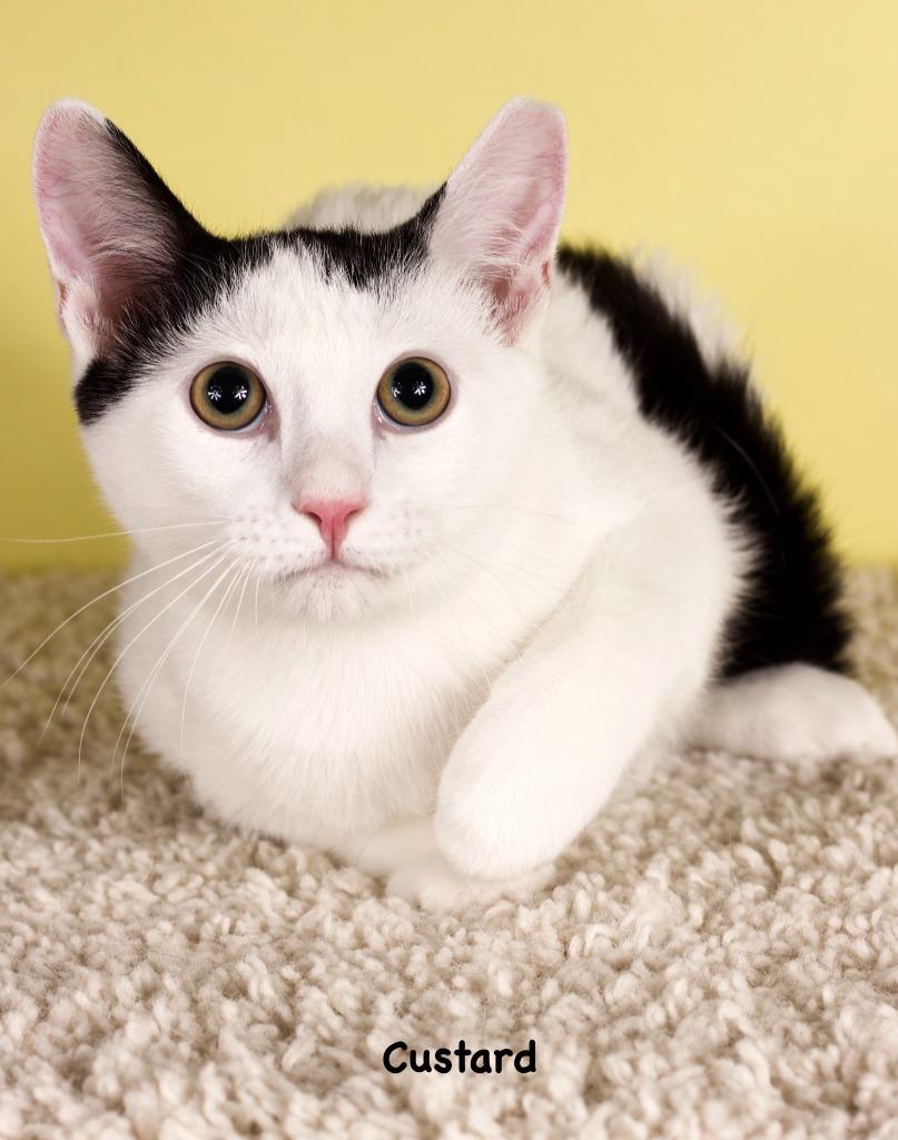 Enlarge Custard, a Adoptable mixed breed in Gilbert, AZ image 1/1
