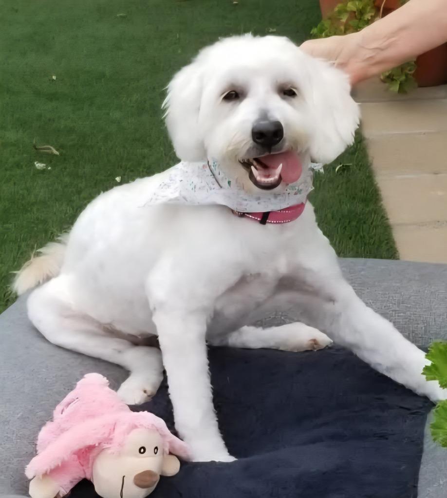 Enlarge Whoville, a Adoptable mixed breed in Vacaville, CA image 1/2