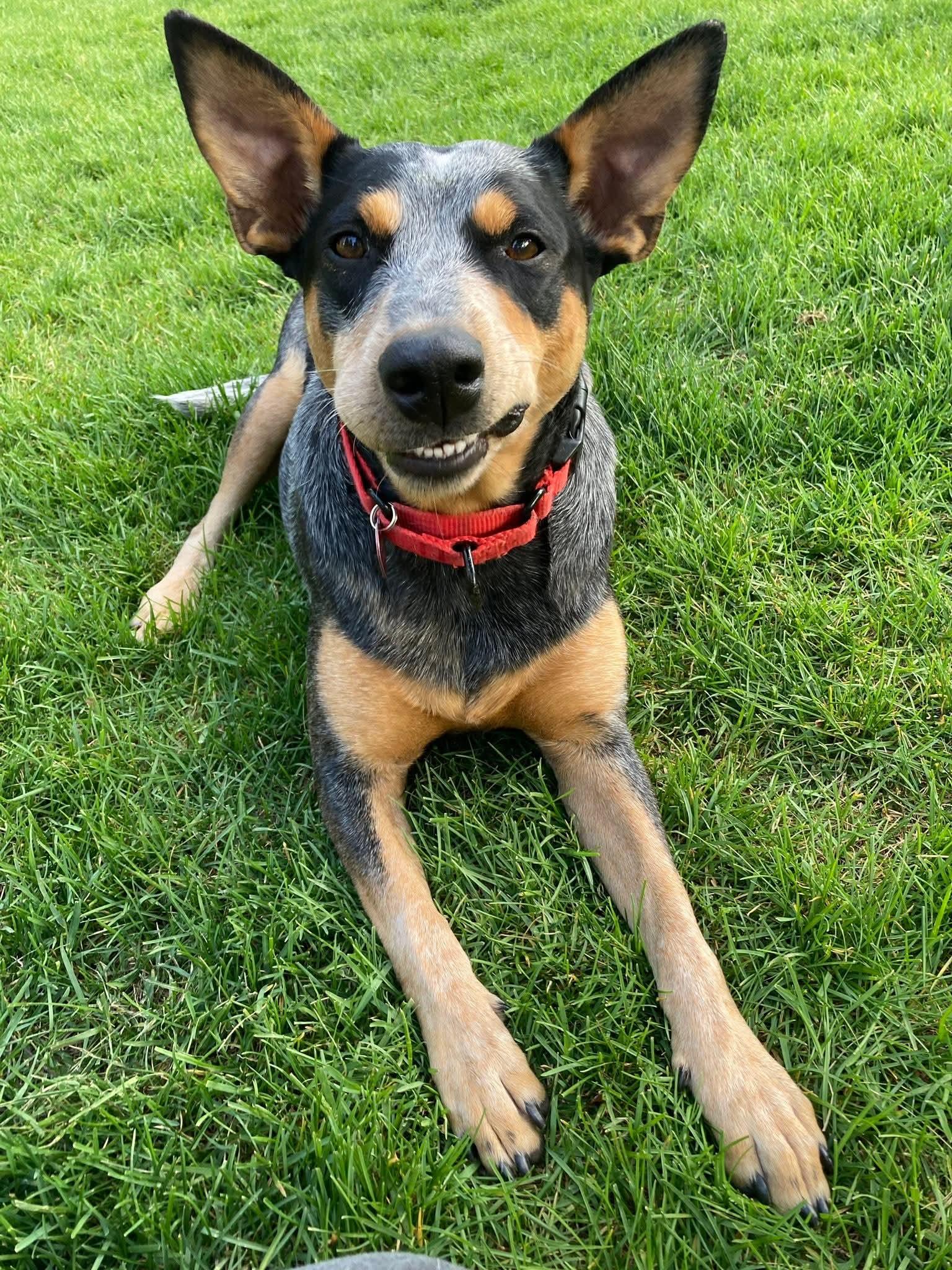 Enlarge LILY   $425, a ADOPTABLE mixed breed in Milwaukee, WI image 1/6