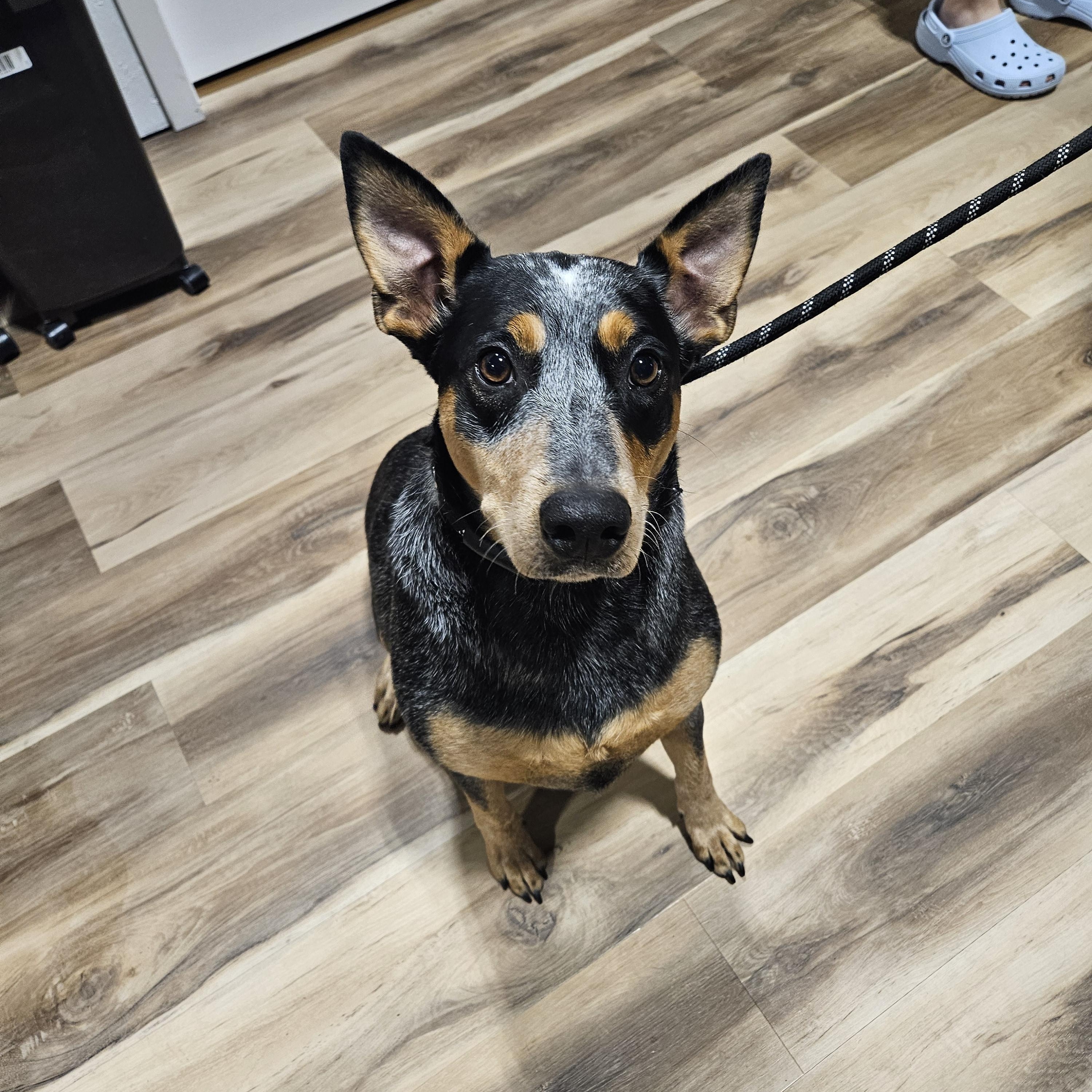 LILY $425, a ADOPTABLE mixed breed in Milwaukee, WI image 1/6