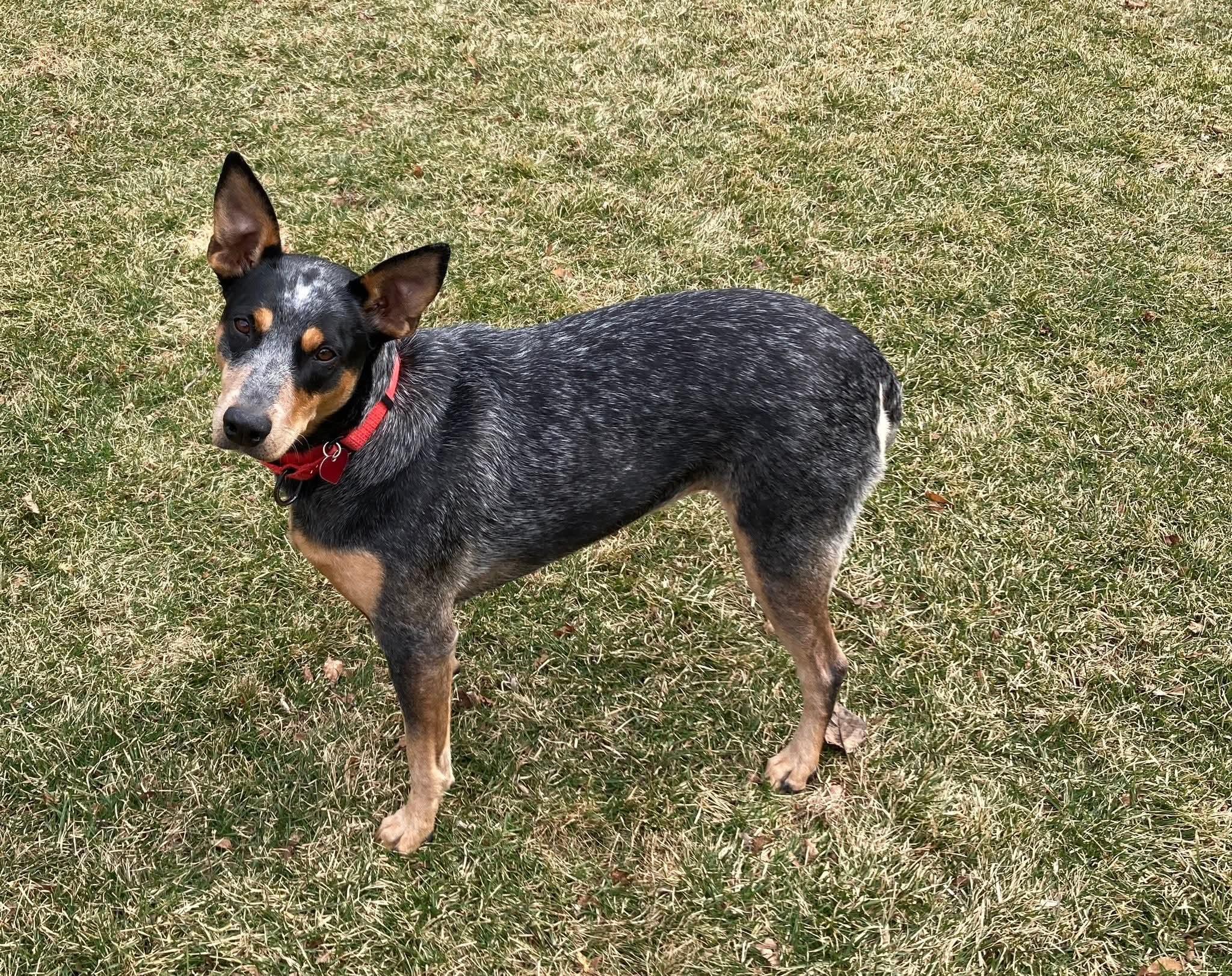 Enlarge LILY   $425, a ADOPTABLE mixed breed in Milwaukee, WI image 6/6