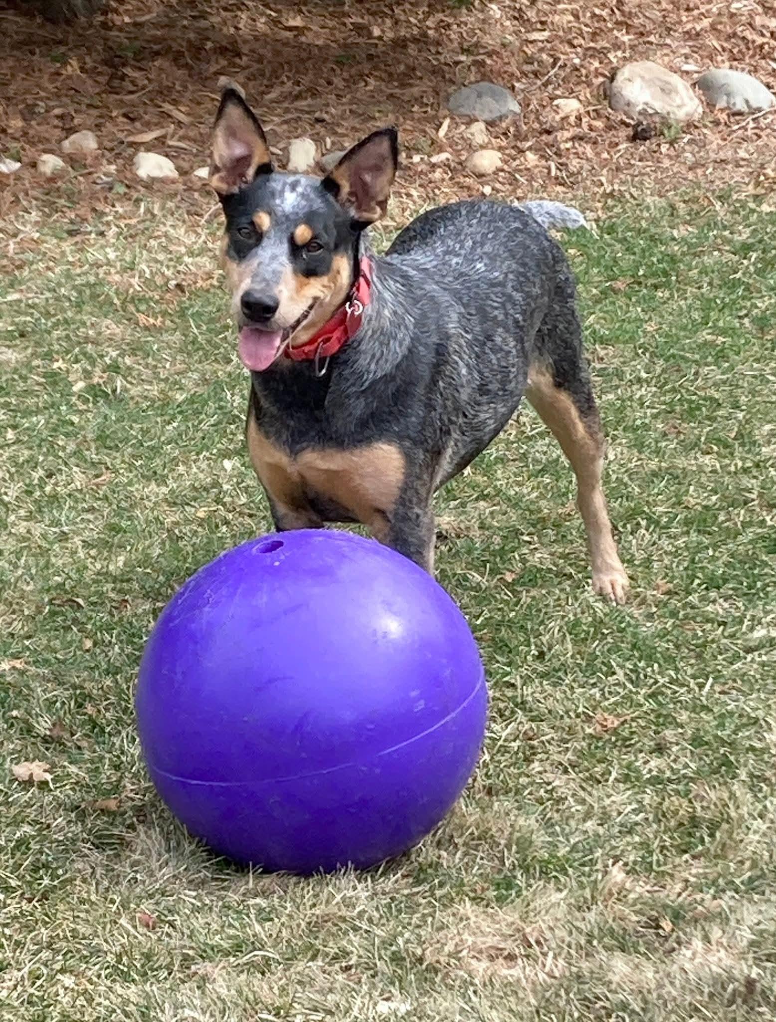 LILY   $425, ADOPTABLE, Adult Female Australian Cattle Dog / Blue Heeler.