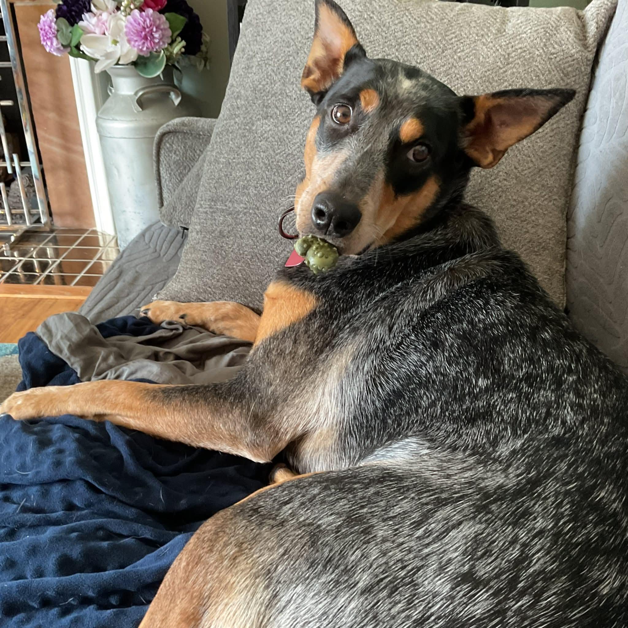 Enlarge LILY   $425, a ADOPTABLE mixed breed in Milwaukee, WI image 5/6