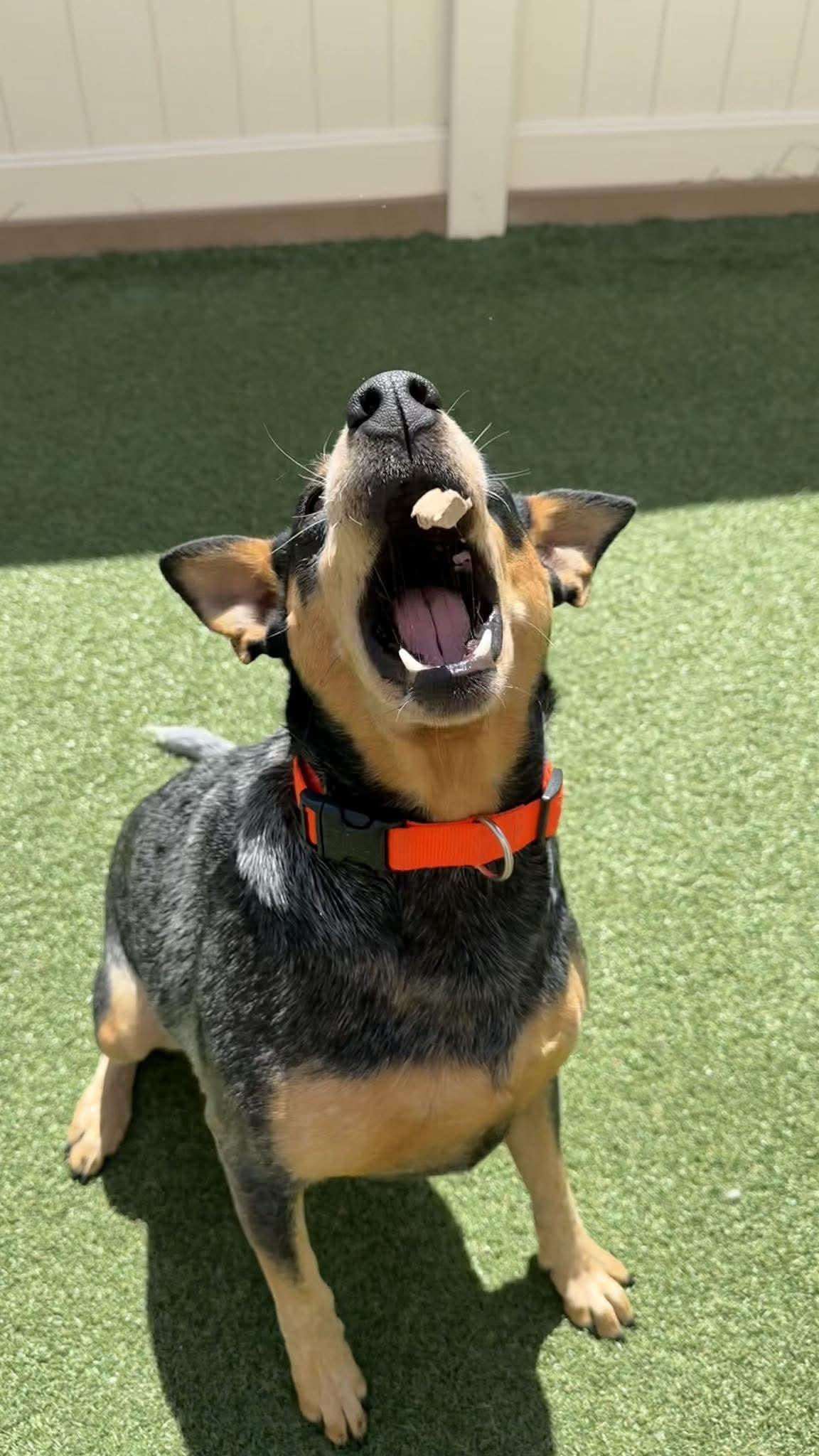 Enlarge LILY   $425, a ADOPTABLE mixed breed in Milwaukee, WI image 5/6