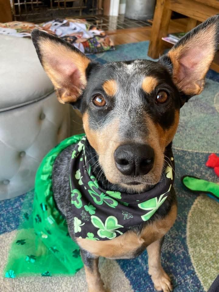 LILY   $425, ADOPTABLE, Adult Female Australian Cattle Dog / Blue Heeler.