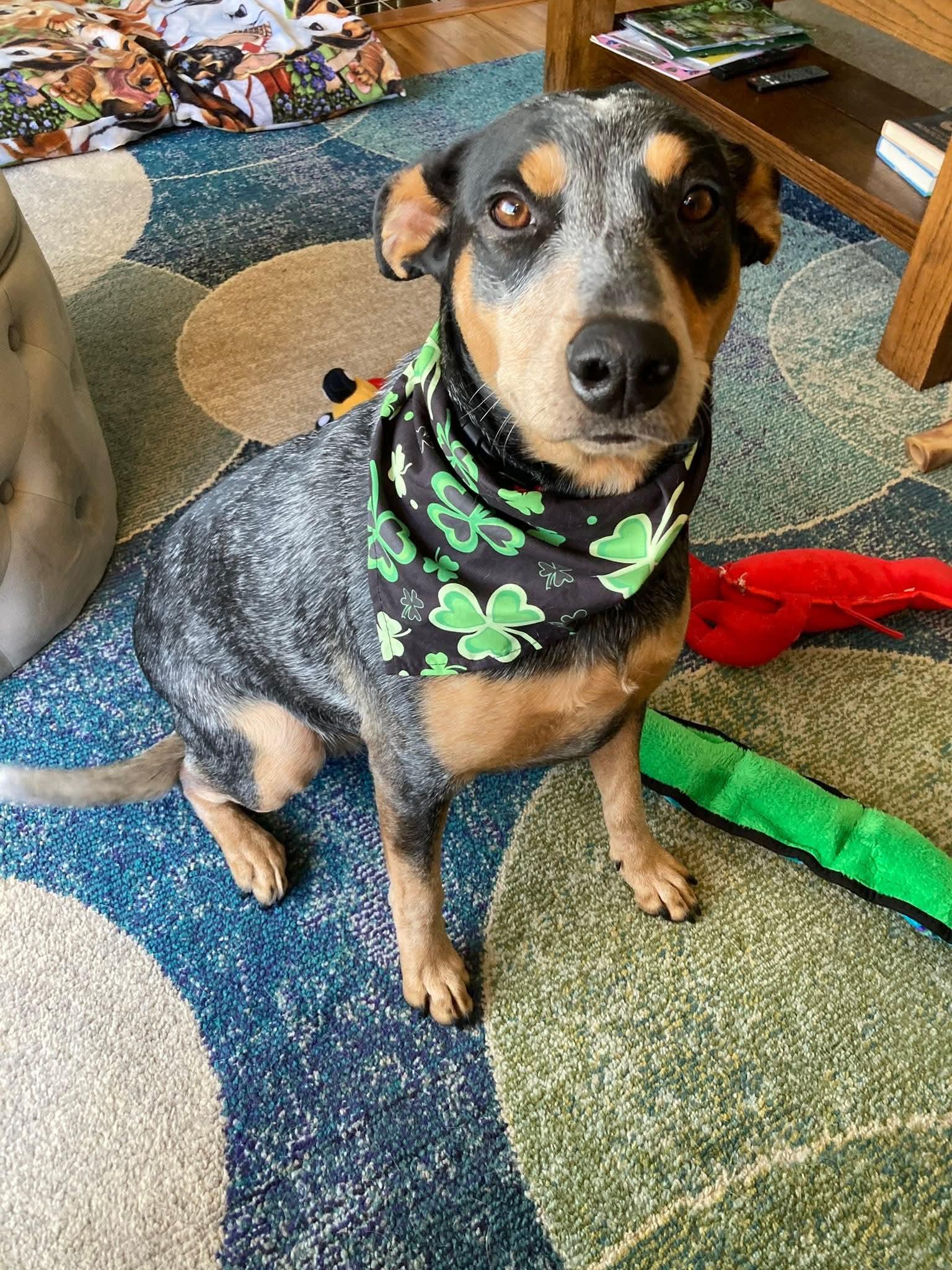 Enlarge LILY   $425, a ADOPTABLE mixed breed in Milwaukee, WI image 4/6