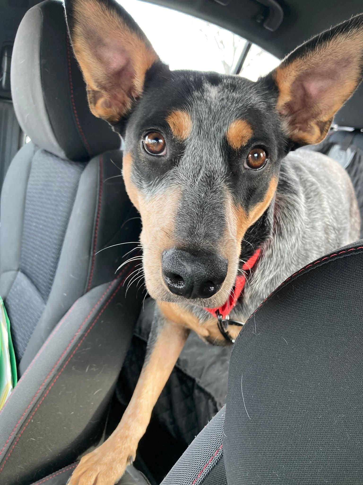 Enlarge LILY   $425, a ADOPTABLE mixed breed in Milwaukee, WI image 3/6