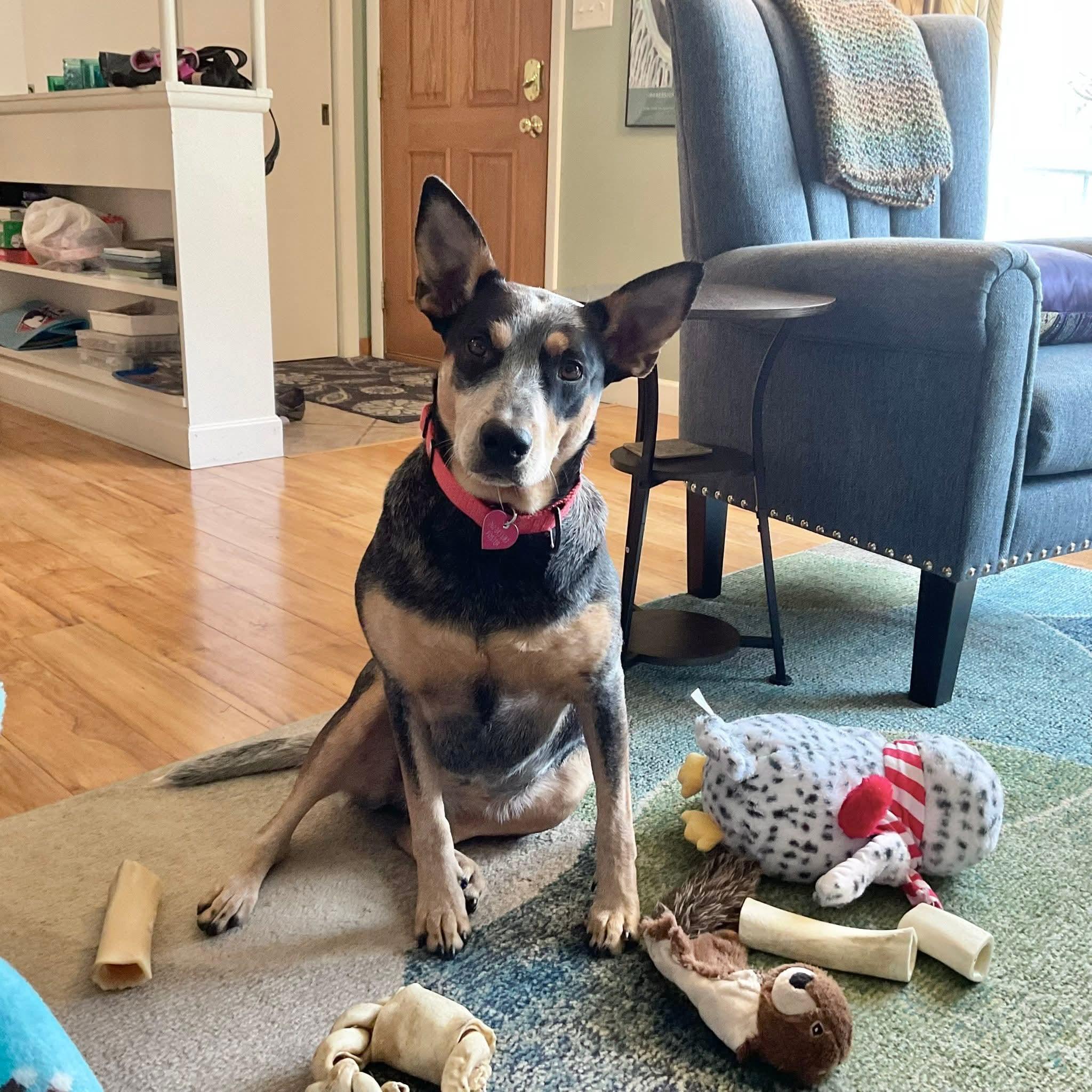 Enlarge LILY   $425, a ADOPTABLE mixed breed in Milwaukee, WI image 4/6