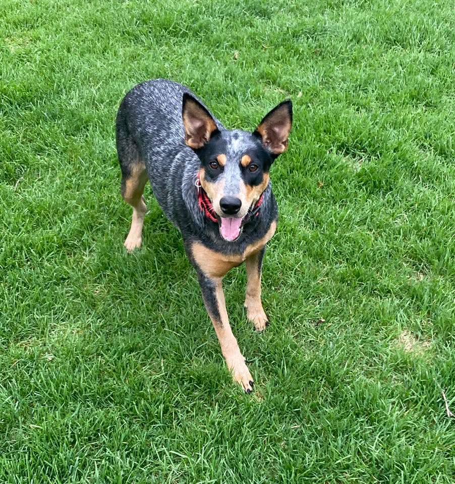 Enlarge LILY   $425, a ADOPTABLE mixed breed in Milwaukee, WI image 6/6
