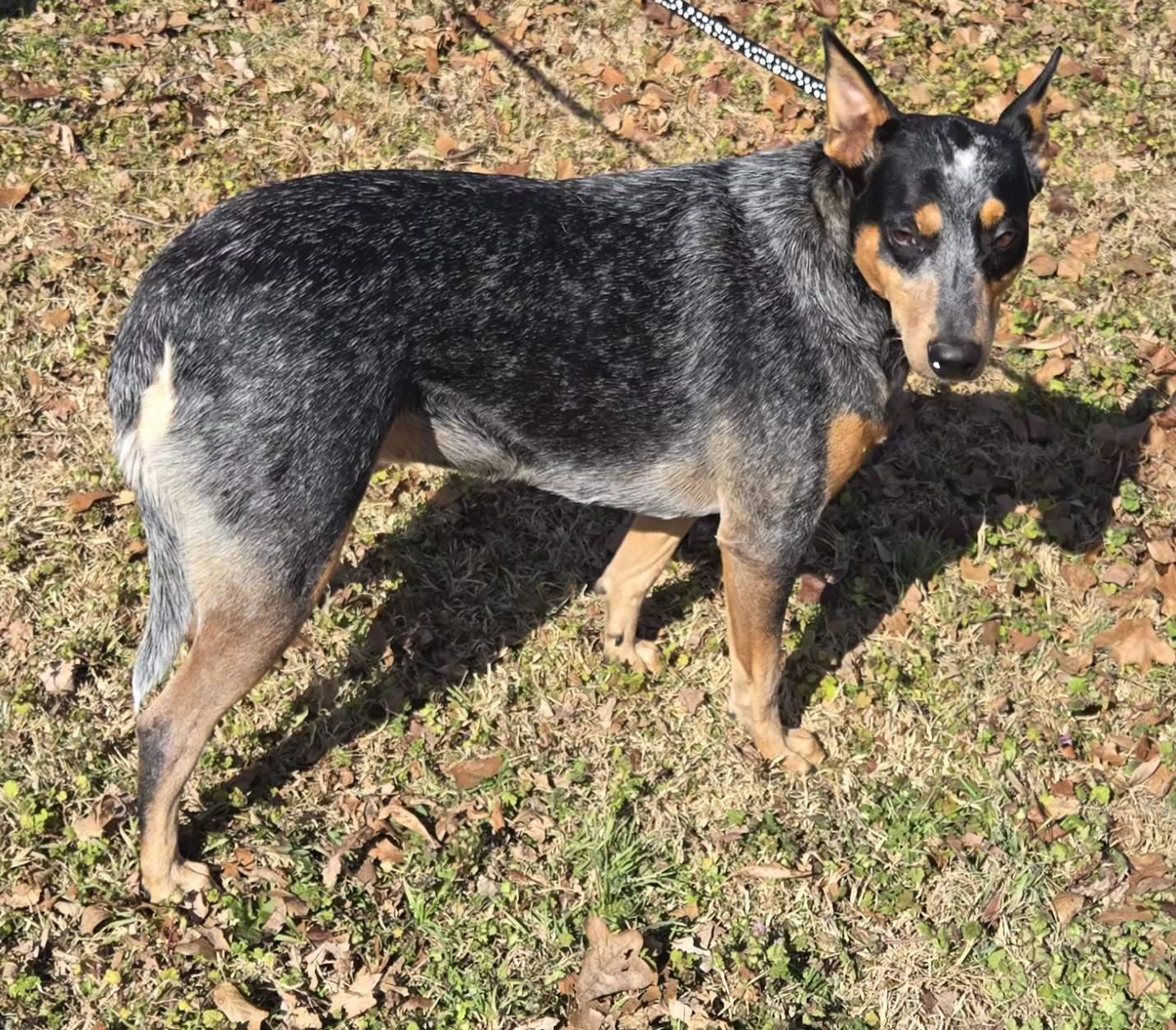 LILY $425, a ADOPTABLE mixed breed in Milwaukee, WI image 3/6