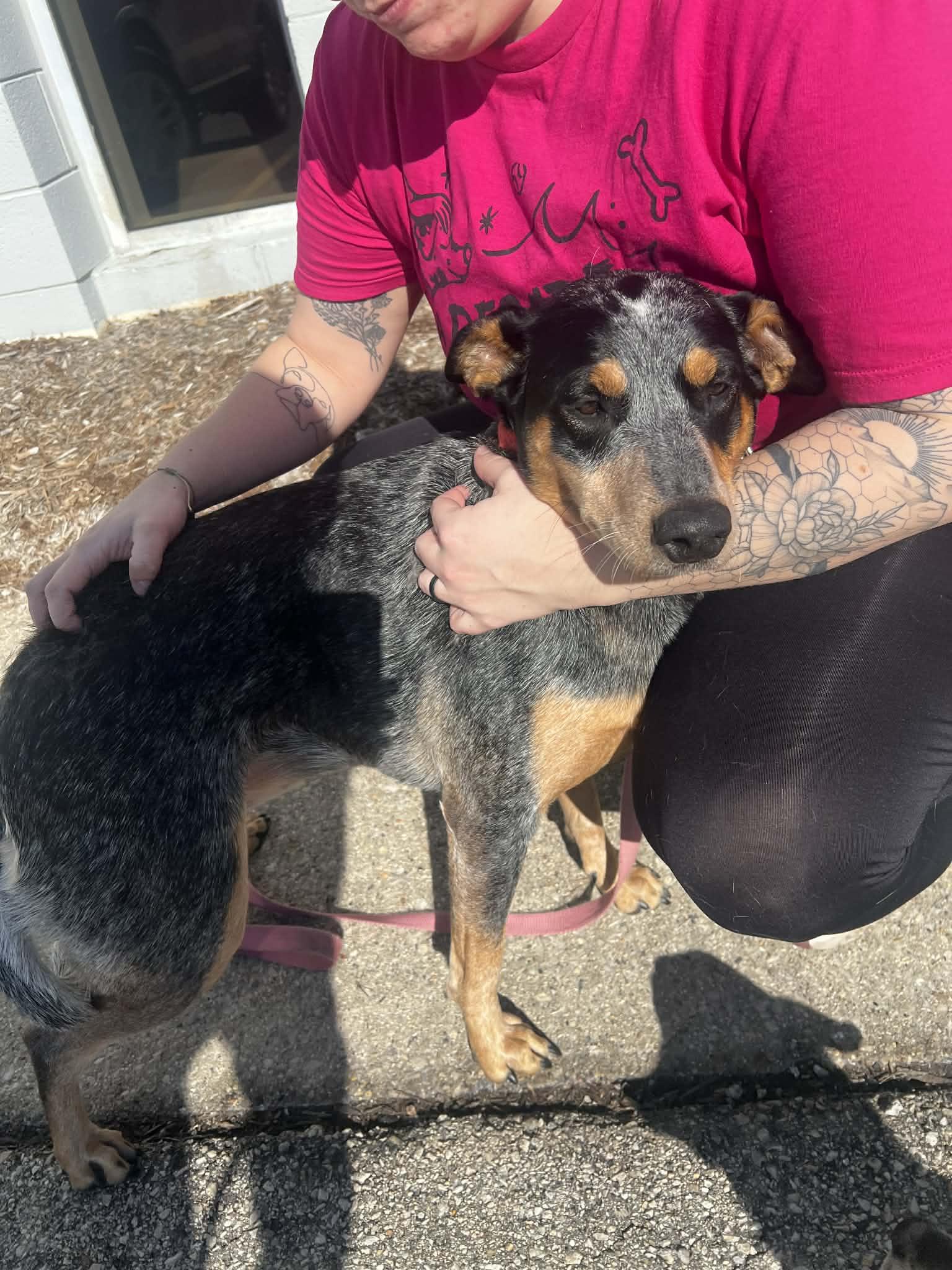 LILY $425, a ADOPTABLE mixed breed in Milwaukee, WI image 4/6