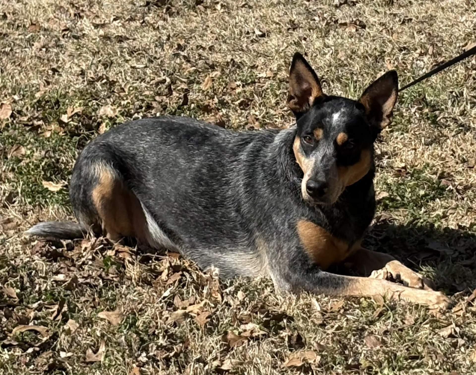 LILY $425, a ADOPTABLE mixed breed in Milwaukee, WI image 2/6