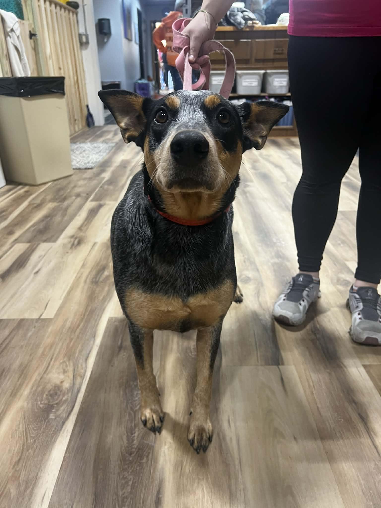 LILY $425, a ADOPTABLE mixed breed in Milwaukee, WI image 6/6