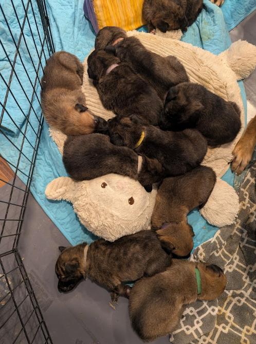 12 Days of Christmas- Piper (Orange collar) located in MO