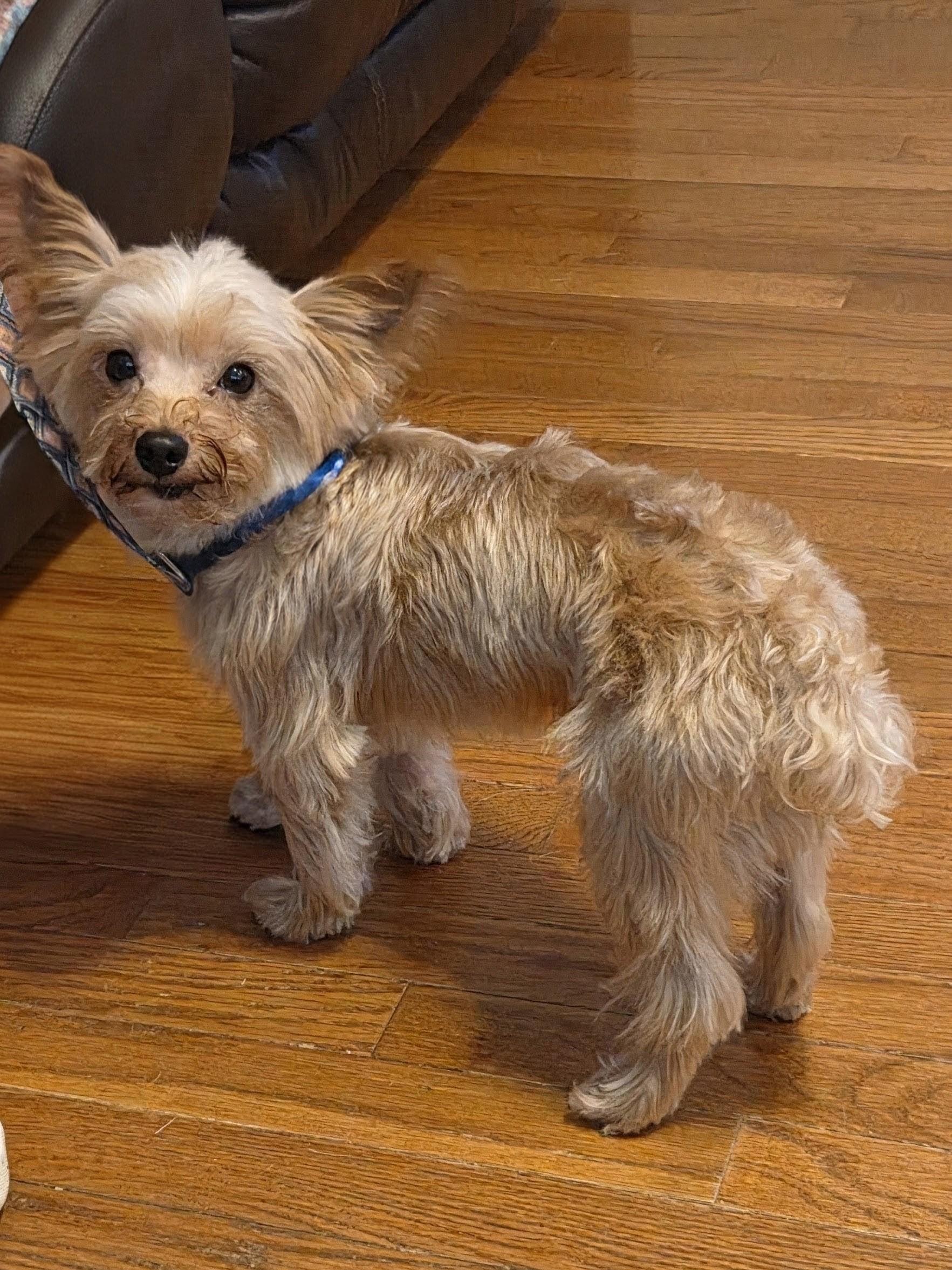 OLLIE WOOD, Adoptable, Adult Male Yorkshire Terrier.