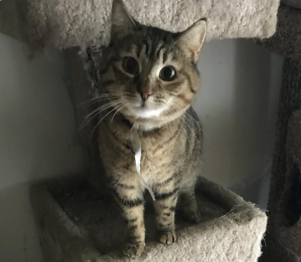 Alice, a Adoptable mixed breed in Beverly Hills, CA image 1/4