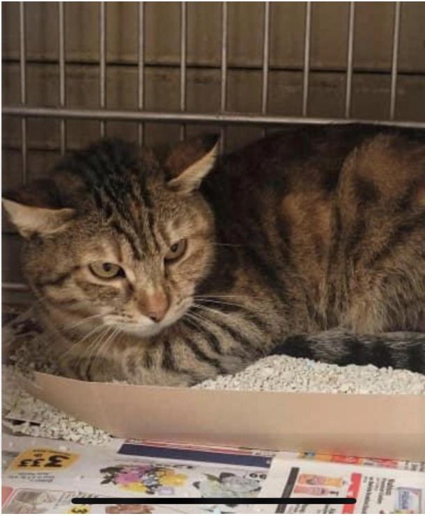 Alice, a Adoptable mixed breed in Beverly Hills, CA image 2/4