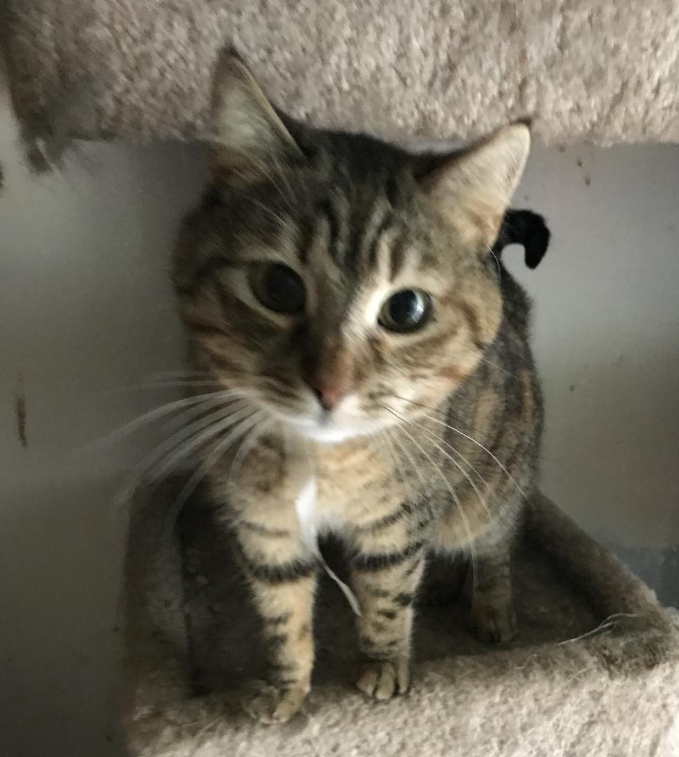 Alice, a Adoptable mixed breed in Beverly Hills, CA image 3/4