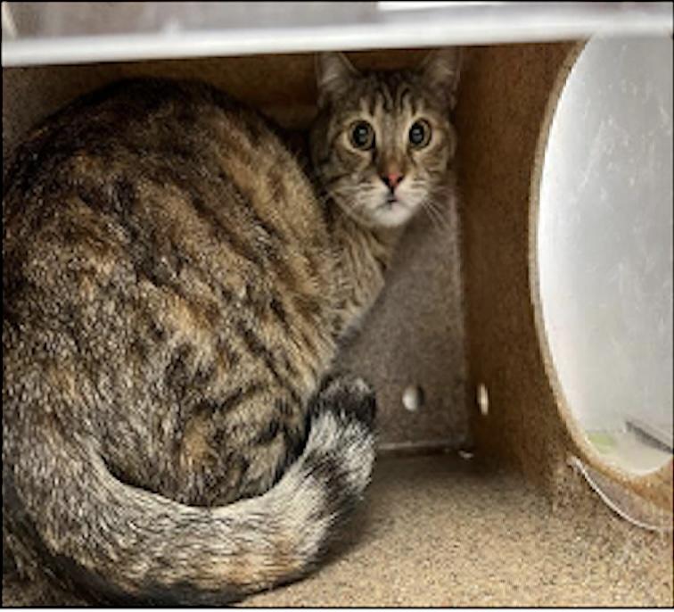 Alice, a Adoptable mixed breed in Beverly Hills, CA image 4/4