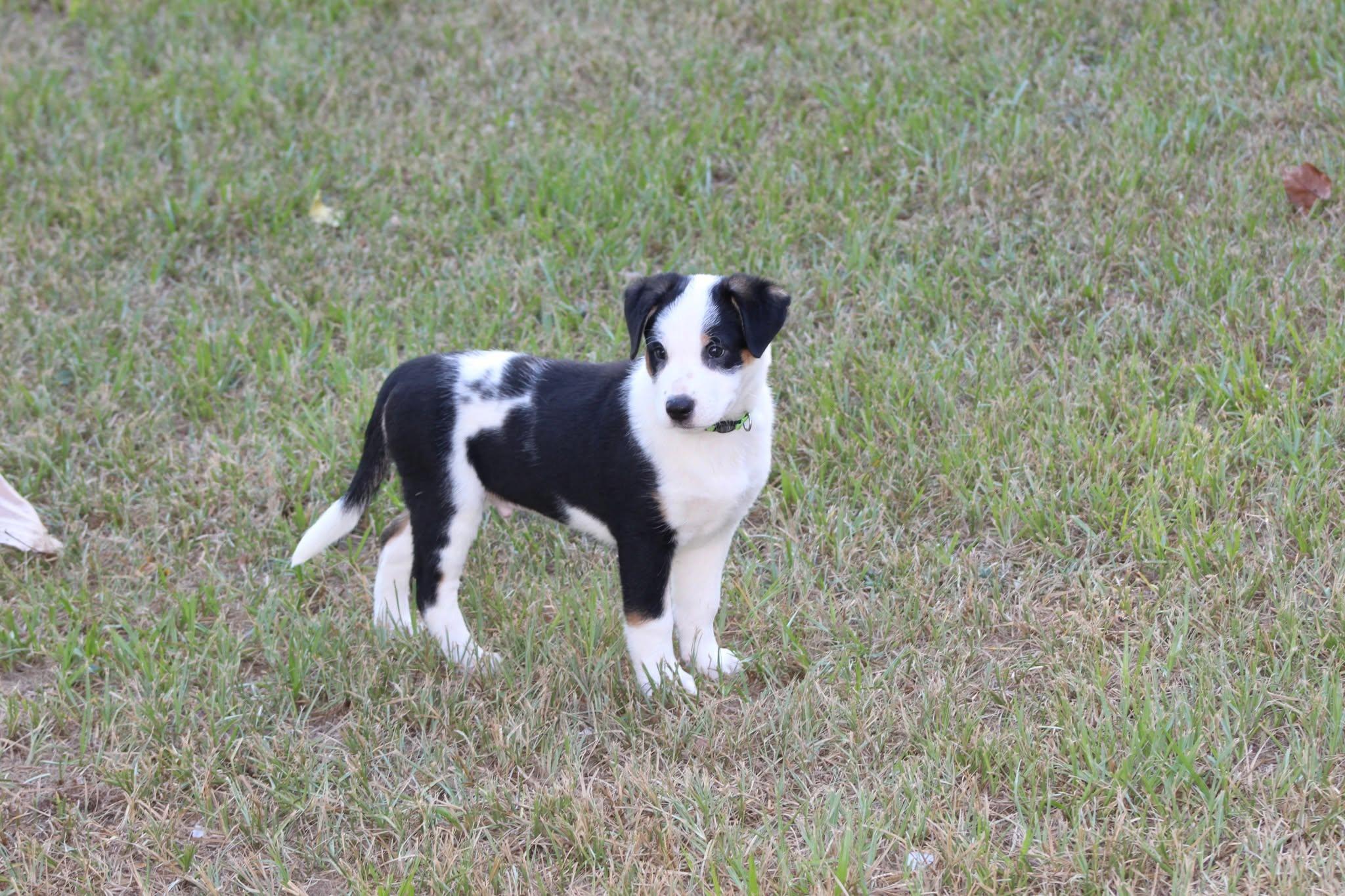 Enlarge Rex, a Adopted Mixed Breed in Boston, MA image 3/3