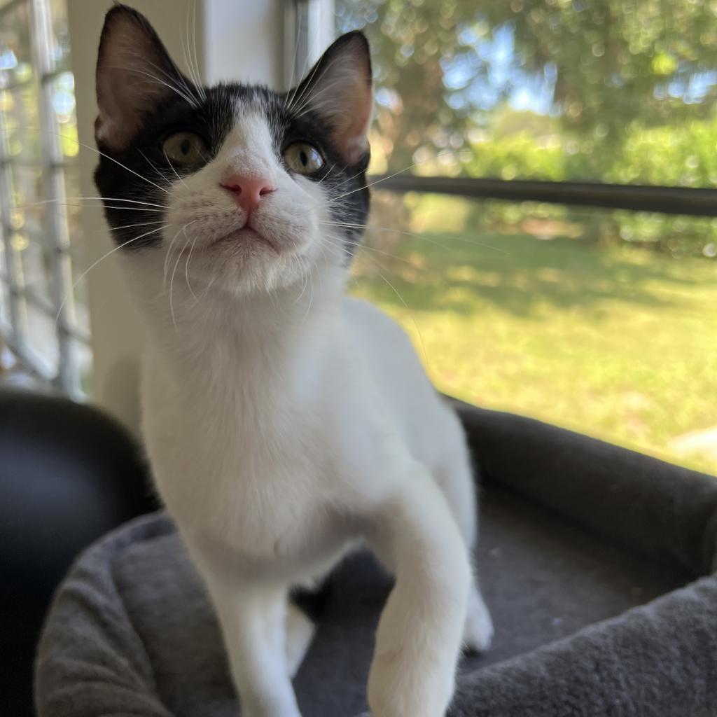 Prune, Adopted, Kitten Female Domestic Short Hair.