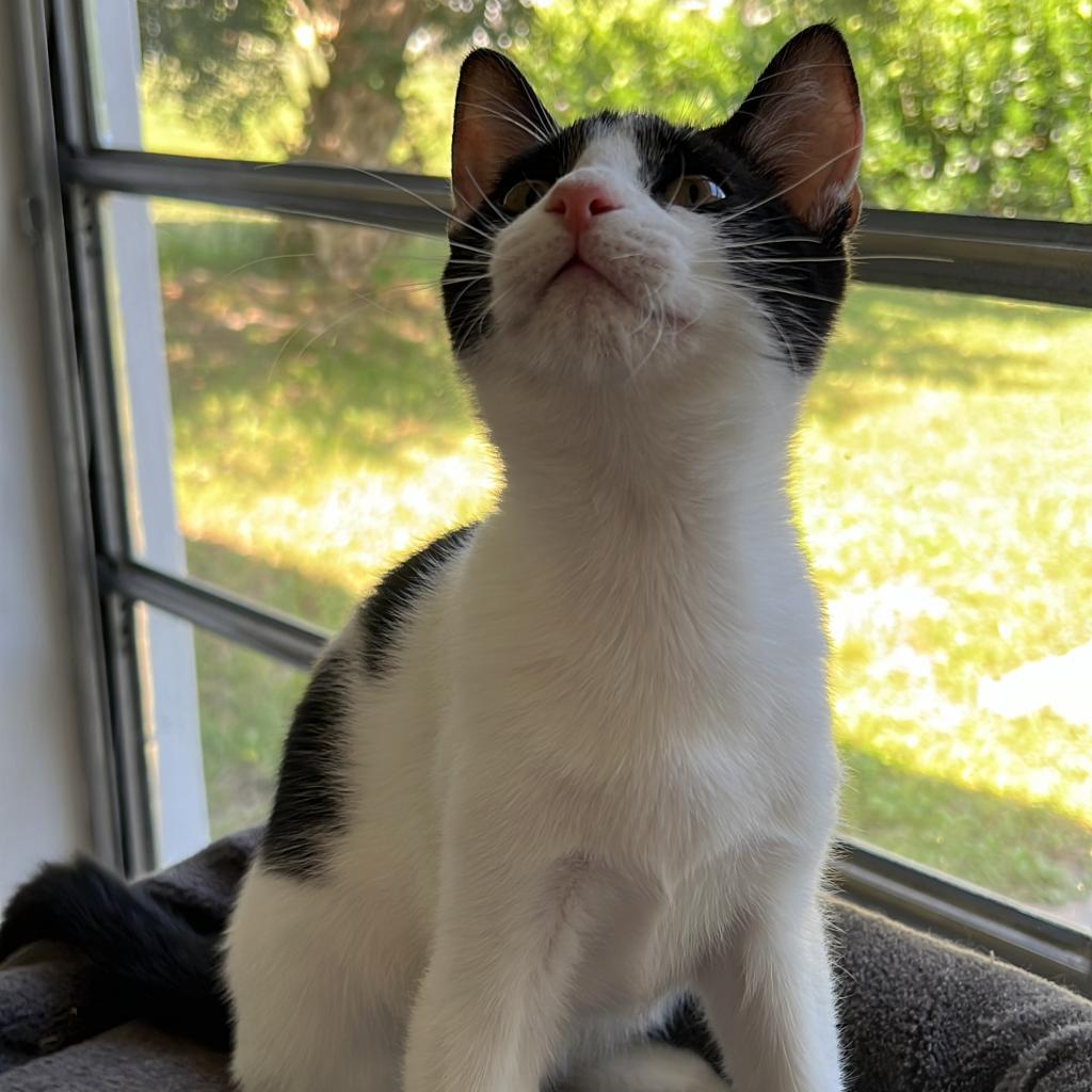 Prune, a Adopted Domestic Short Hair in Hollywood, FL image 2/4