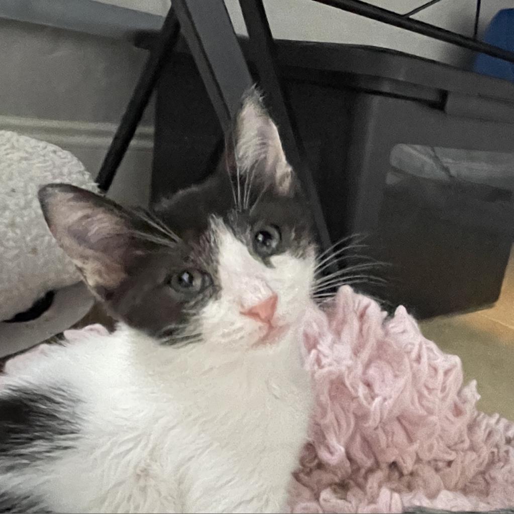 Prune, a Adopted Domestic Short Hair in Hollywood, FL image 3/4