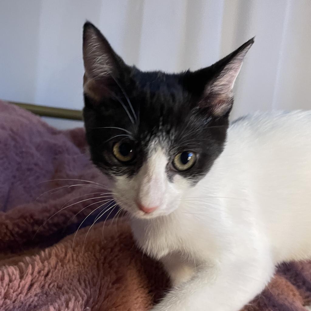 Prune, a Adopted Domestic Short Hair in Hollywood, FL image 4/4