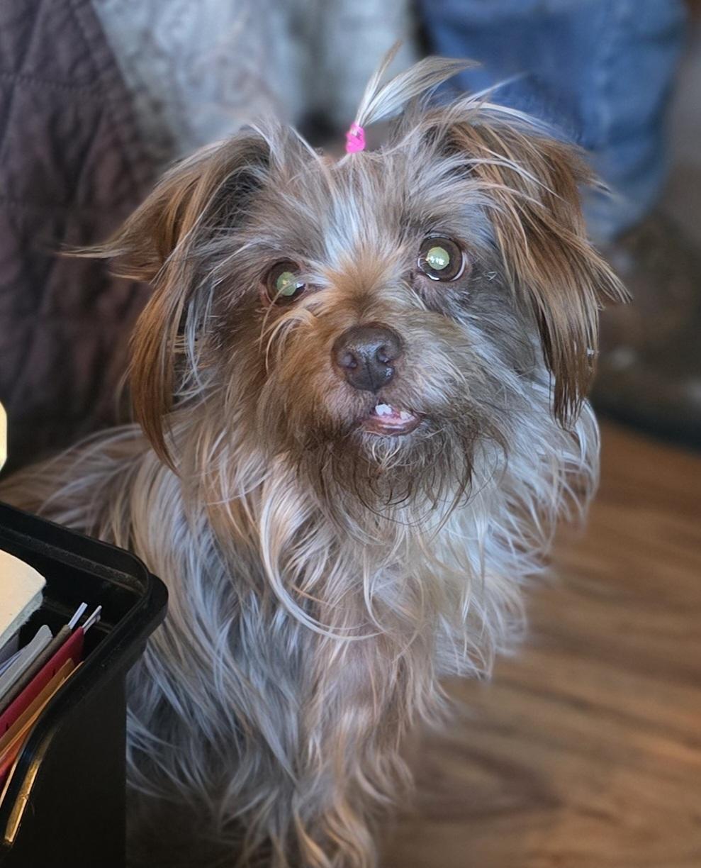 Nami, Adoptable, Senior Female Silky Terrier.