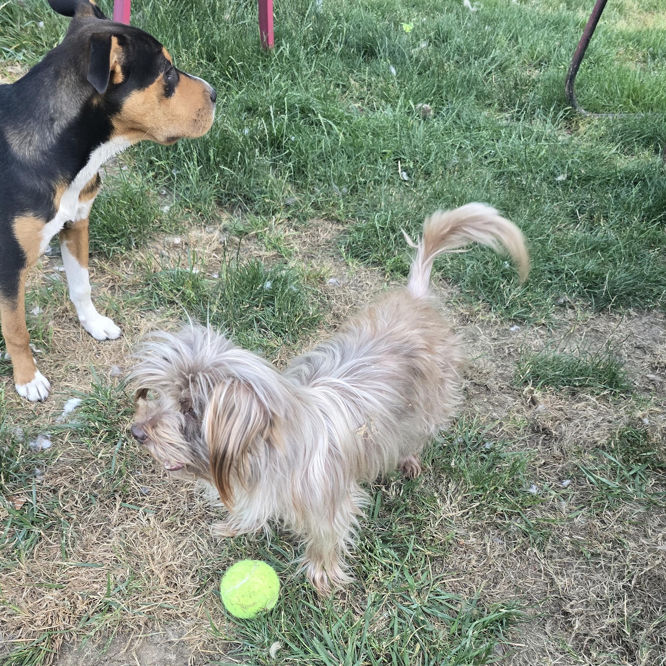 Nami, a Adoptable Silky Terrier in Winlock, WA image 2/4