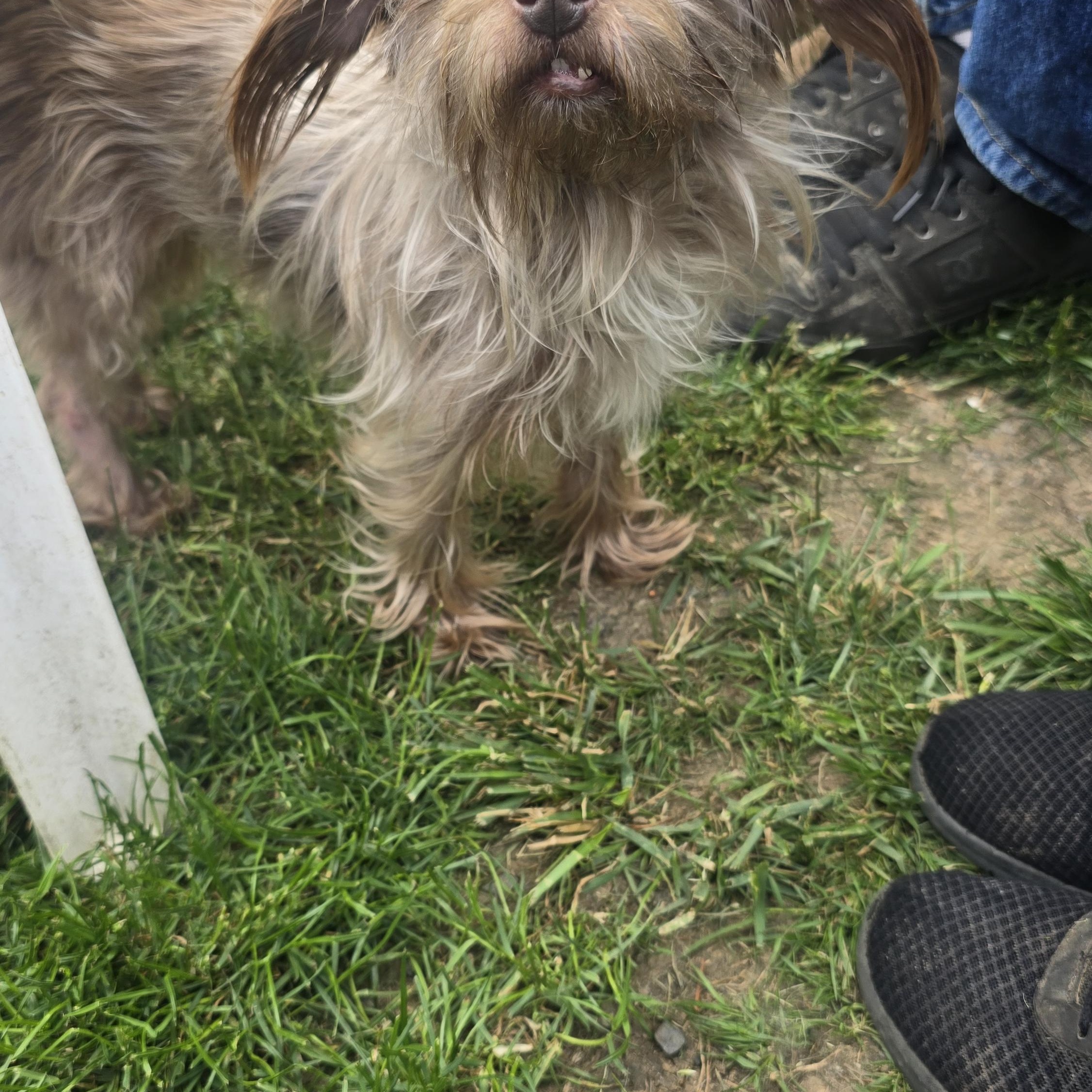 Nami, a Adoptable Silky Terrier in Winlock, WA image 4/4