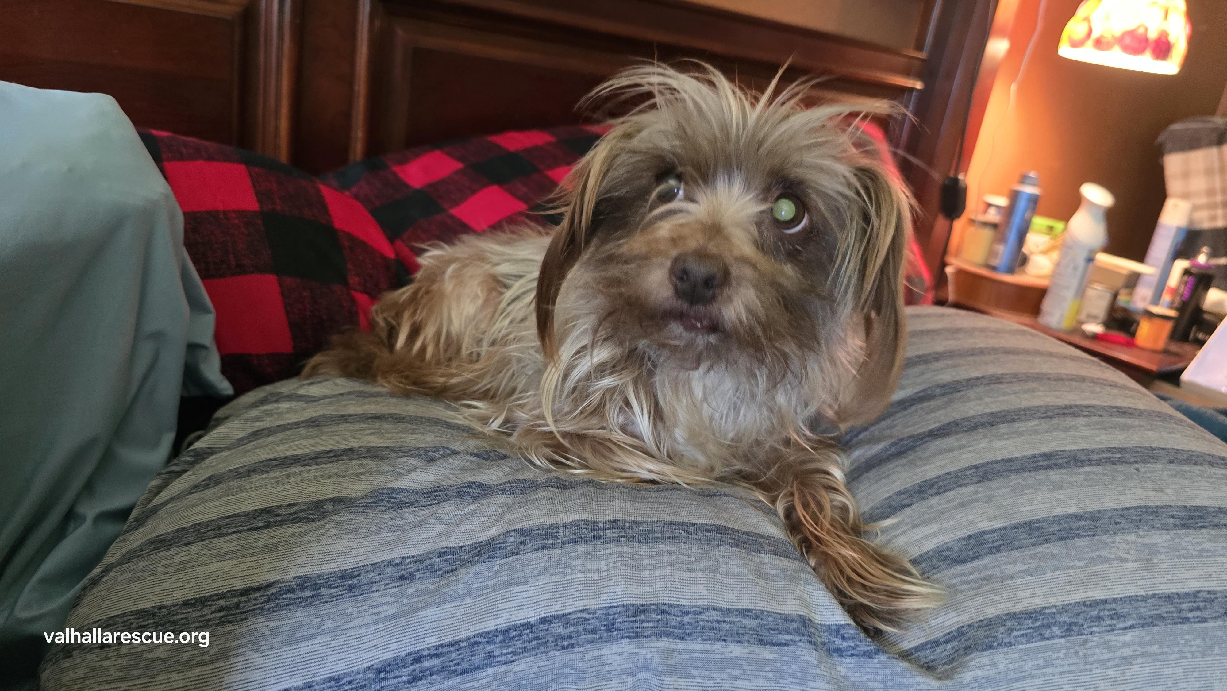 Nami, a Adoptable Silky Terrier in Winlock, WA image 3/4