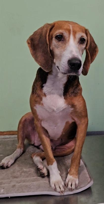 Ruby Tuesday, adopted, Young Female Black and Tan Coonhound & Mixed Breed.