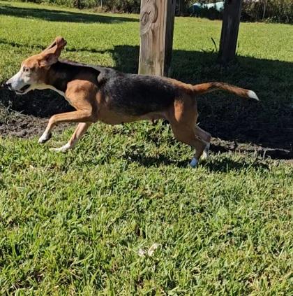Enlarge Ruby Tuesday, an adopted mixed breed in Port Saint Joe, FL image 2/3