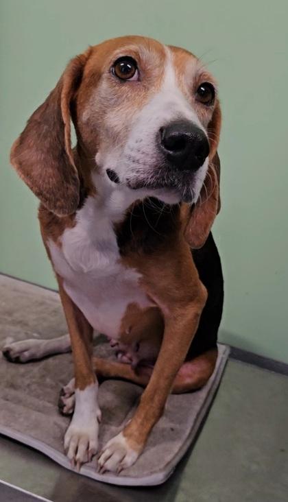 Enlarge Ruby Tuesday, an adopted mixed breed in Port Saint Joe, FL image 3/3