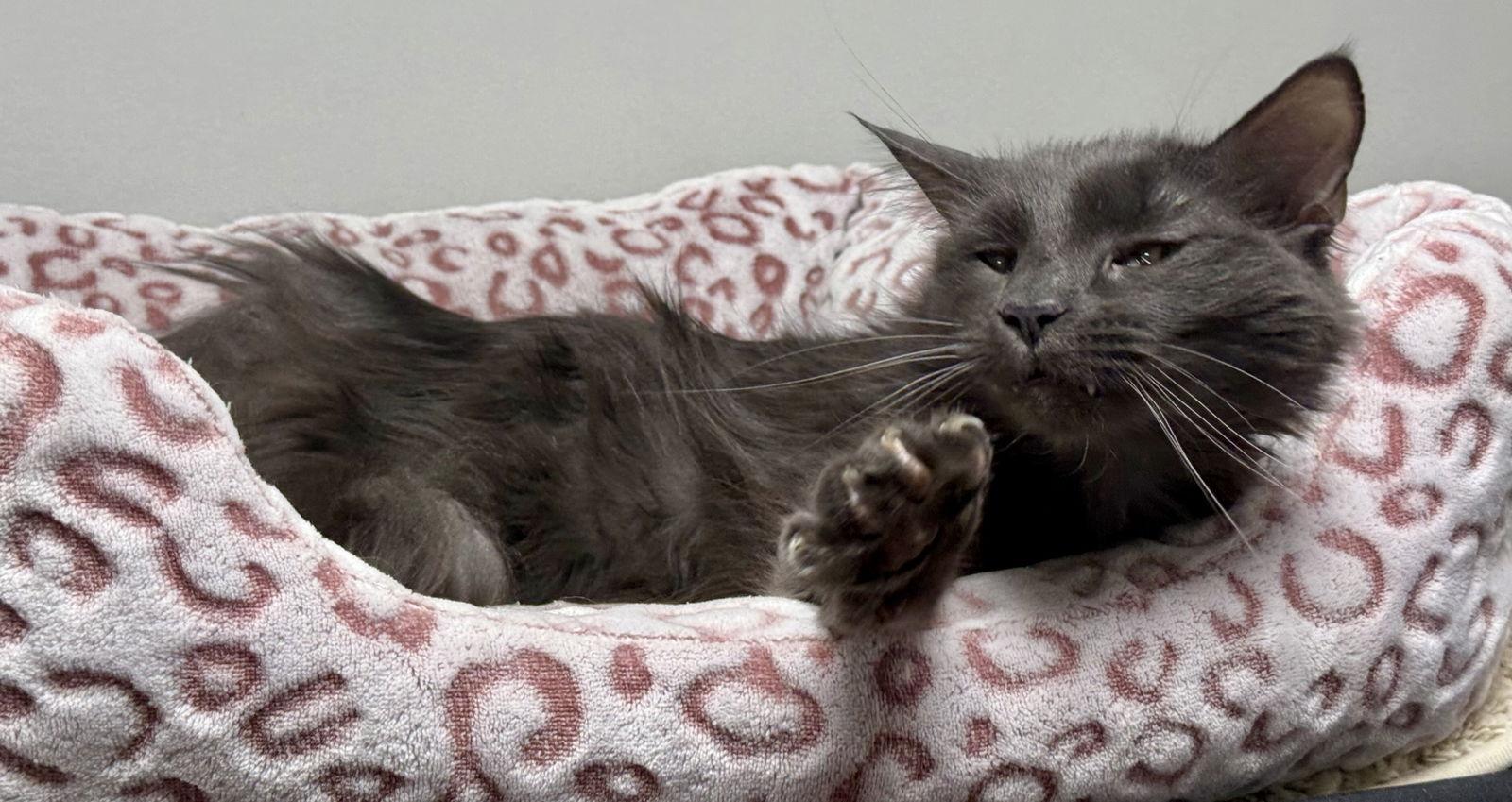 Jack Be Quick, a Adoptable Domestic Long Hair in Satellite Beach, FL image 1/3