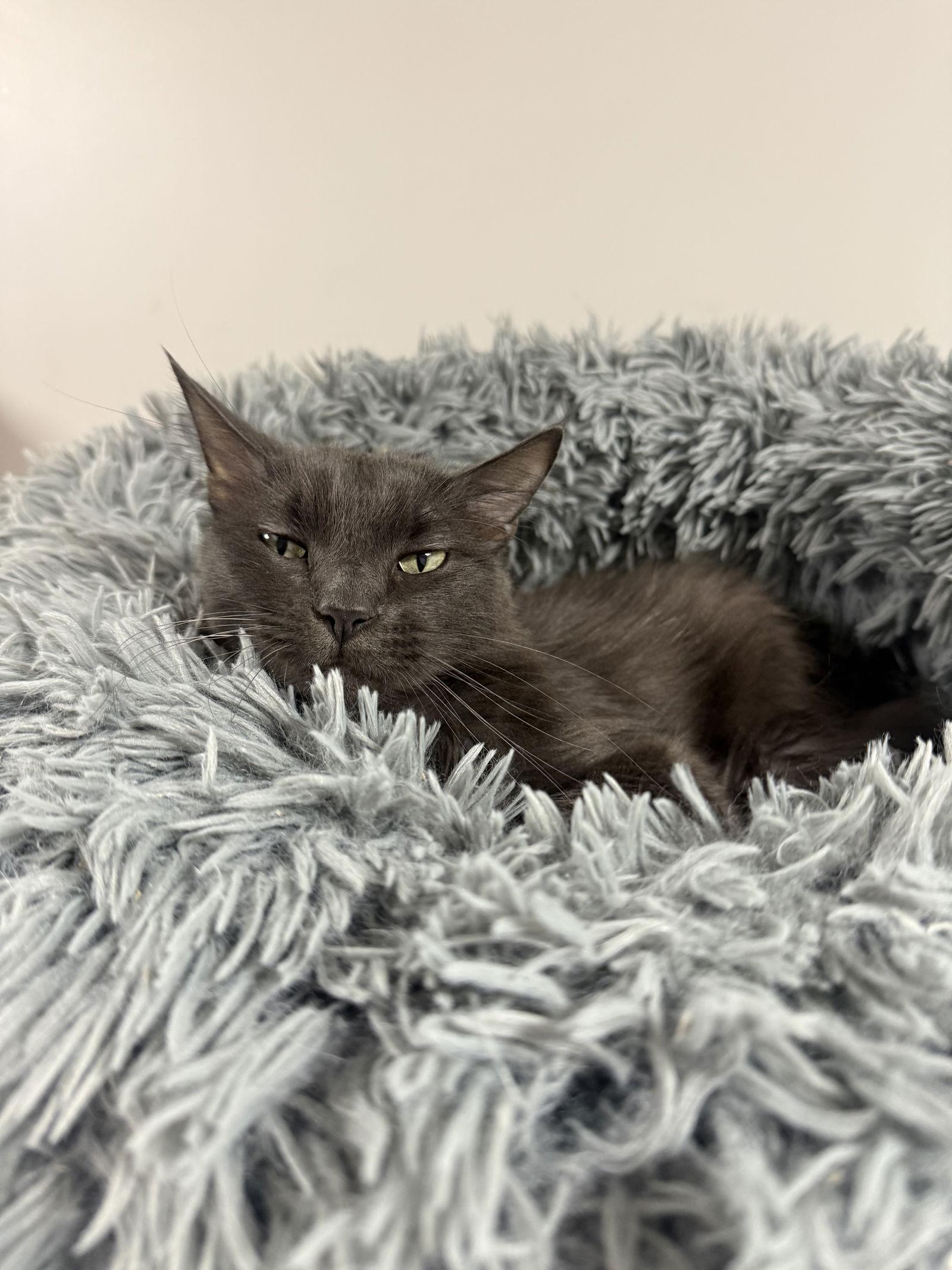 Jack Be Quick, Adoptable, Adult Male Domestic Long Hair.