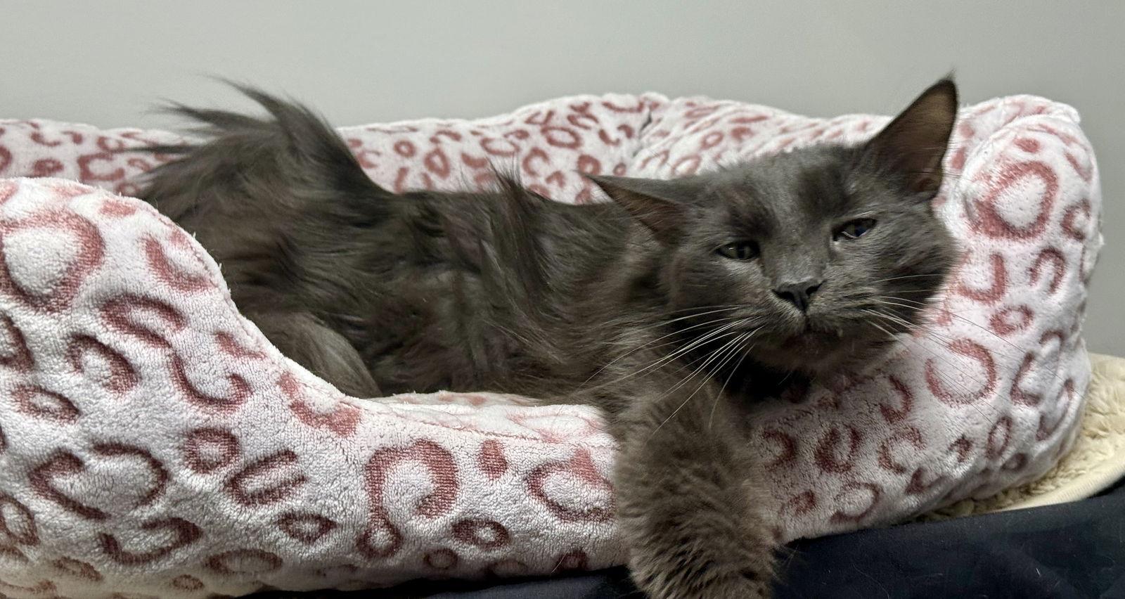 Jack Be Quick, a Adoptable Domestic Long Hair in Satellite Beach, FL image 2/3