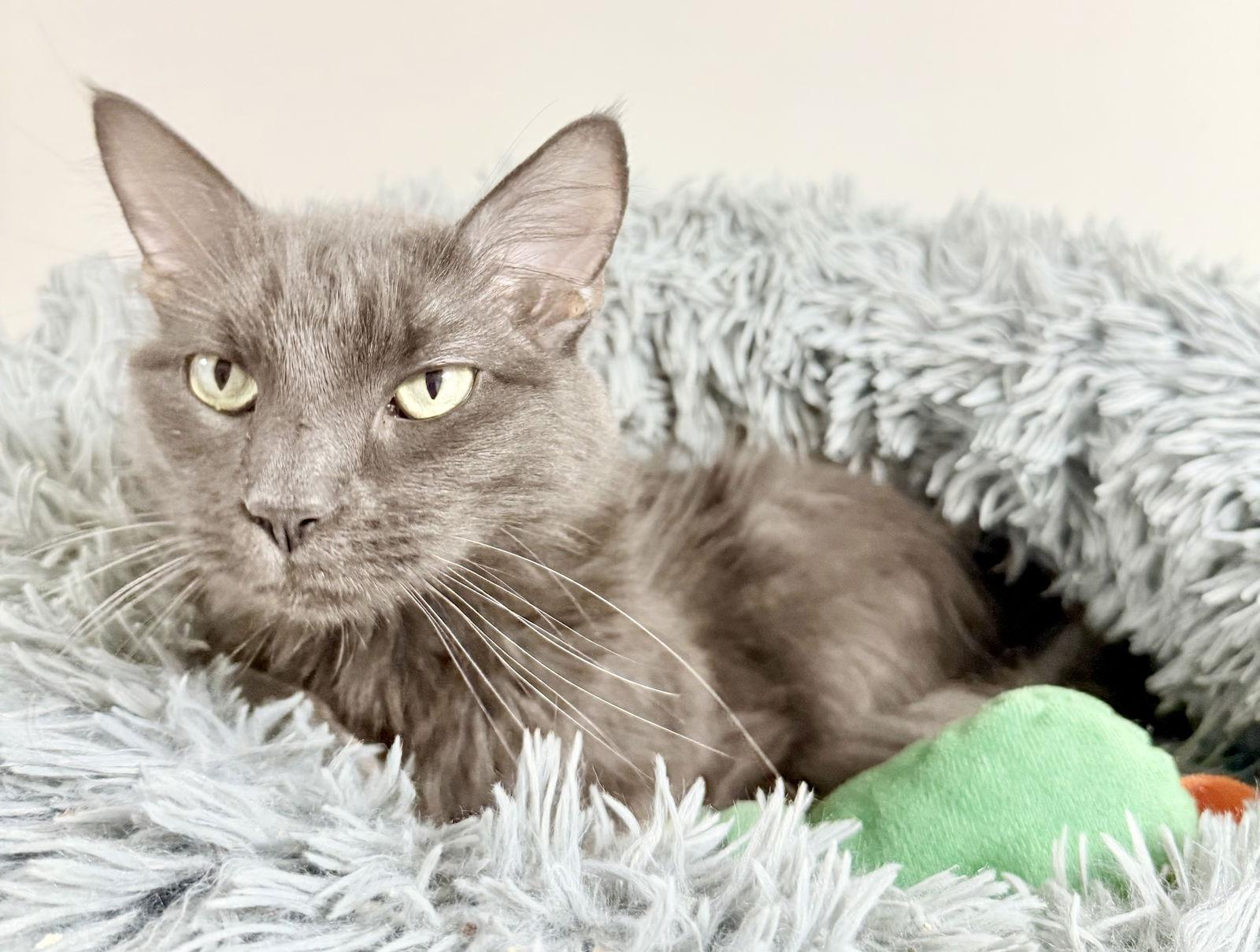 Jack Be Quick, a Adoptable Domestic Long Hair in Satellite Beach, FL image 3/3