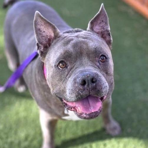 Chata, Adoptable, Senior Female Pit Bull Terrier.