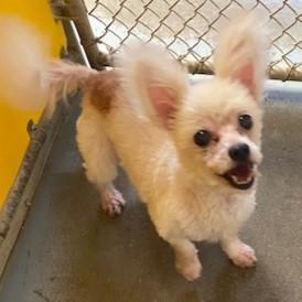 Cindy Lou Who, an adopted mixed breed in Eaton, OH image 5/5