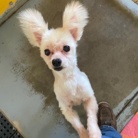 Cindy Lou Who, an adopted mixed breed in Eaton, OH image 4/5
