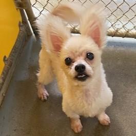 Cindy Lou Who, an adopted mixed breed in Eaton, OH image 2/5