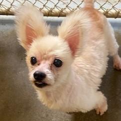 Cindy Lou Who, adopted, Adult Female Maltese & Chihuahua.