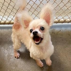 Cindy Lou Who, an adopted mixed breed in Eaton, OH image 3/5