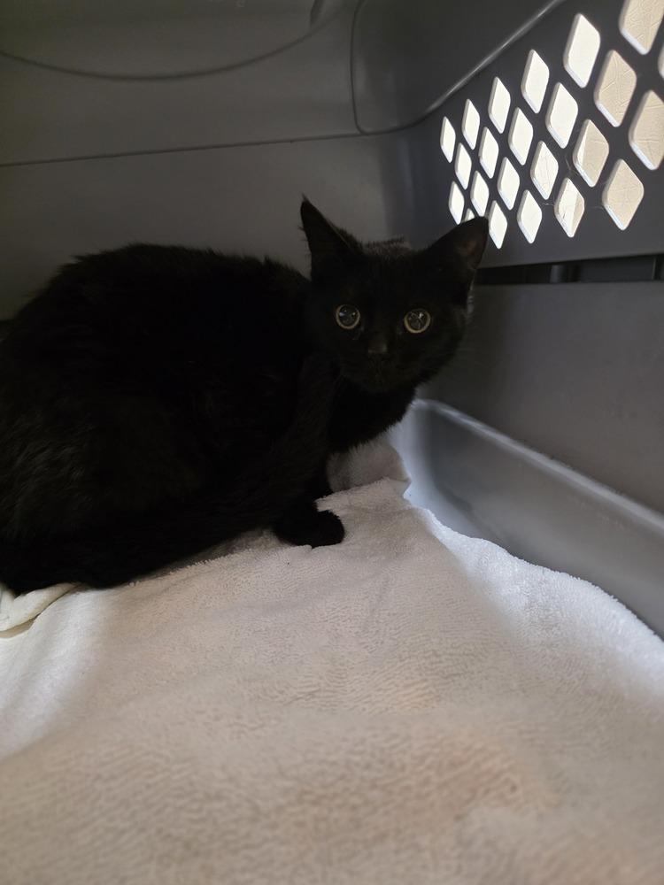 Enlarge Sadie Q. K-475, a Adoptable Domestic Short Hair in Metamora, IL image 1/1