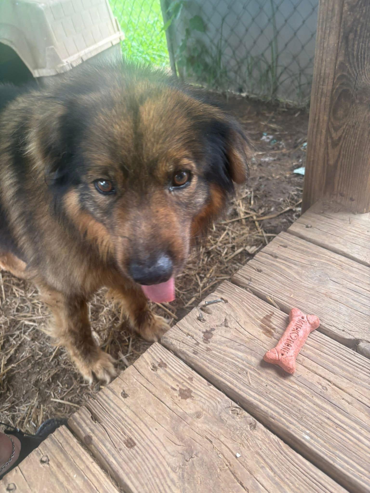 Enlarge Sergeant, a Adoptable Chow Chow in Rutledge, TN image 1/2