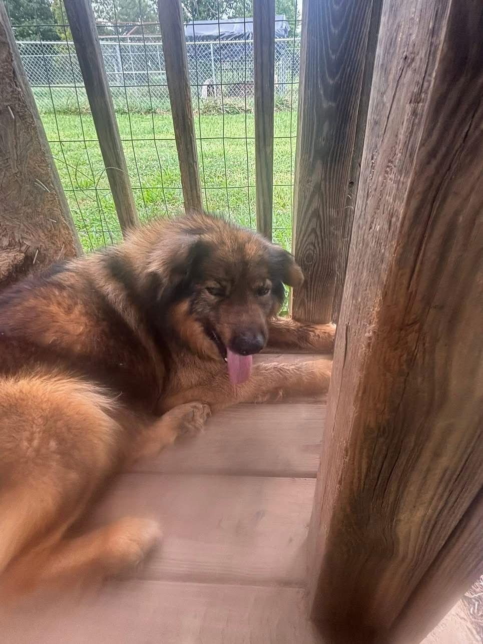 Enlarge Sergeant, a Adoptable Chow Chow in Rutledge, TN image 2/2