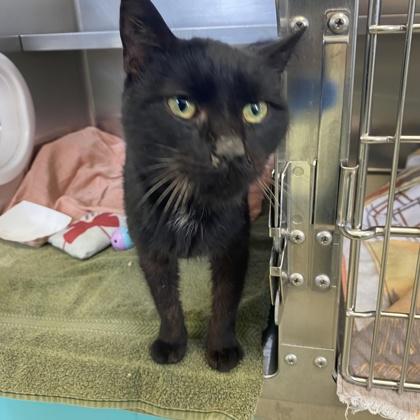 Enlarge Nicknack, a Adoptable mixed breed in Richmond, VA image 2/4